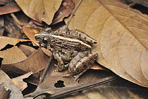 Boie's Wart Frog (Fejervarya limnocharis) camouflaged on forest floor, Danum Valley Conservation Area, Borneo, Malaysia