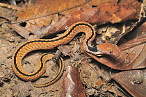 Blueneck Keelback (Macropisthodon rhodomelas) young snake, Danum Valley Conservation Area, Borneo, Malaysia