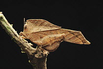 Grasshopper (Chorotypus sp) mimics leaf, Danum Valley Conservation Area, Borneo, Malaysia