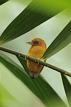 Rufous Piculet (Sasia abnormis) on a spiny rattan petiole, Sepilok Forest Reserve, Borneo, Malaysia