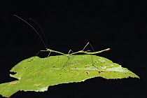 Stick Insect (Carausius sanguineoligatus) male showing bright red knees, Mount Kinabalu National Park, Borneo, Malaysia