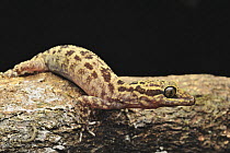 Balu Bow-fingered Gecko (Cyrtodactylus baluensis), Mount Kinabalu National Park, Borneo, Malaysia