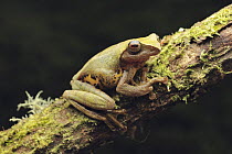 Masked Treefrog (Rhacophorus angulirostris), Mount Kinabalu National Park, Borneo, Malaysia