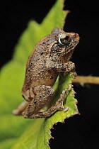 Shrub Frog (Philautus sp), Mount Kinabalu National Park, Borneo, Malaysia