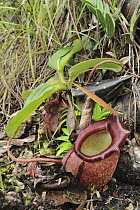 Pitcher Plant (Nepenthes rajah) world's largest variety, Mount Kinabalu National Park, Borneo, Malaysia