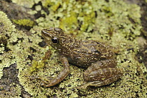 Borneo Splash Frog (Staurois tuberilinguis), Mount Kinabalu National Park, Borneo, Malaysia