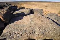 Stone engravings, Libyan Desert, Libya