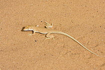 Wall Lizard (Mesalina sp) on sand, Libya