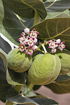 Mudar (Calotropis procera) flowering, Libya