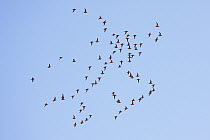 Spotted Sandgrouse (Pterocles senegallus) flock flying, Libya