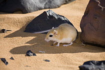 Jird (Meriones sp) resting in shadow of rock, Libya