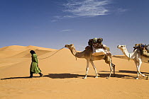 Dromedary (Camelus dromedarius) caravan in the Libyan Desert, Libya