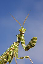 Mantid (Mantidae), Libya