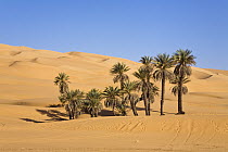 Date Palm (Phoenix sp) cluster at oasis, Umm-al-Maa, Libya