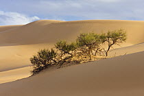 Tamarisk (Tamaricaceae) in desert, Libya