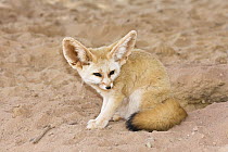 Fennec Fox (Vulpes zerda) near burrow, Libya