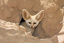 Fennec Fox (Vulpes zerda) emerging from burrow, Libya