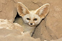Fennec Fox (Vulpes zerda) looking out of den, Libya