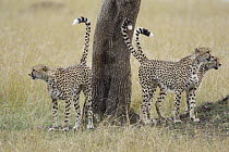 Cheetah (Acinonyx jubatus) sub-adult males marking tree, Masai Mara National Reserve, Kenya