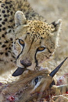 Cheetah (Acinonyx jubatus) eating Steenbok (Raphicerus campestris), Mala Mala Reserve, South Africa