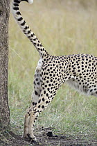 Cheetah (Acinonyx jubatus) sub-adult male marking tree, Masai Mara National Reserve, Kenya