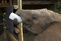 African Elephant (Loxodonta africana) young orphan drinking from bottle, Daphne Sheldrick's Elephant Orphanage, Nairobi, Kenya
