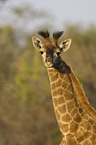 Nubian Giraffe (Giraffa camelopardalis camelopardalis) calf, Mala Mala Reserve, South Africa