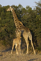 Nubian Giraffe (Giraffa camelopardalis camelopardalis) mother and calf , Mala Mala Reserve, South Africa