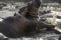 Hippopotamus (Hippopotamus amphibius) pair fighting, Serengeti National Park, Tanzania