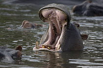 Hippopotamus (Hippopotamus amphibius) displaying, Serengeti National Park, Tanzania