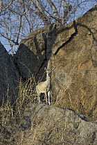Klipspringer (Oreotragus oreotragus), Mala Mala Reserve, South Africa