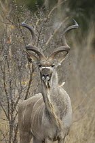 Greater Kudu (Tragelaphus strepsiceros) bull, Mala Mala Reserve, South Africa