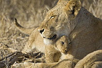 African Lion (Panthera leo) mother and three to four month old cub, Mala Mala Reserve, South Africa