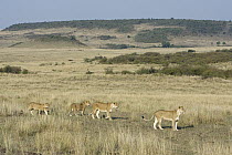 African Lion (Panthera leo) mothers and cubs on the move, Masai Mara National Reserve, Kenya