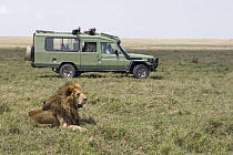 African Lion (Panthera leo) male watched by tourists, Masai Mara National Reserve, Kenya