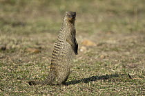 Banded Mongoose (Mungos mungo) standing alertly, Masai Mara National Reserve, Kenya