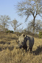 White Rhinoceros (Ceratotherium simum), Mala Mala Reserve, South Africa