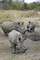 White Rhinoceros (Ceratotherium simum) trio, Mala Mala Reserve, South Africa