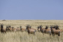 Topi (Damaliscus lunatus) herd in grassland, Masai Mara National Reserve, Kenya
