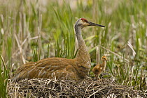 Sandhill Crane (Grus canadensis) incubating unhatched egg on nest with already born chick, Kensington Metropark, Michigan