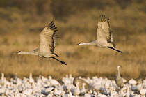 Sandhill Crane (Grus canadensis) pair flying above Snow Goose (Chen caerulescens) flock, Bosque del Apache National Wildlife Refuge, New Mexico