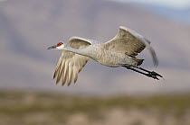 Sandhill Crane (Grus canadensis) flying, Bosque del Apache National Wildlife Refuge, New Mexico