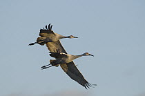 Sandhill Crane (Grus canadensis) pair flying, Bosque del Apache National Wildlife Refuge, New Mexico
