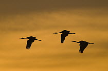 Sandhill Crane (Grus canadensis) trio flying, Bosque del Apache National Wildlife Refuge, New Mexico