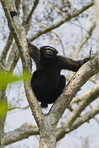 Hoolock Gibbon (Hylobates hoolock) male in tree, Gibbon Wildlife Sanctuary, Assam, India