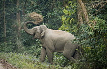 Asian Elephant (Elephas maximus) throwing sand onto its back, Gibbon Wildlife Sanctuary, Assam, India