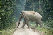 Asian Elephant (Elephas maximus) crossing road, Gibbon Wildlife Sanctuary, Assam, India