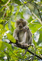 Pig-tailed Macaque (Macaca nemestrina), Gibbon Wildlife Sanctuary, Assam, India
