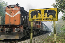 Train passes through the center of Gibbon Wildlife Sanctuary, Assam, India