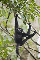 Hoolock Gibbon (Hylobates hoolock) sub-adult male, Gibbon Wildlife Sanctuary, Assam, India